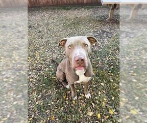 Staffordshire Bull Terrier-Unknown Mix Dogs for adoption in Plano, TX, USA