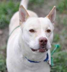 American Pit Bull Terrier-German Shepherd Dog Mix Dogs for adoption in Dodson, MT, USA