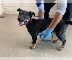 German Shepherd Dog-Siberian Husky Mix Dogs for adoption in San Bernardino, CA, USA
