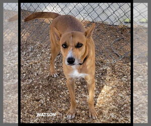Border Collie-Unknown Mix Dogs for adoption in Granbury, TX, USA