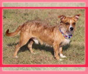 Mutt Dogs for adoption in Cranston, RI, USA