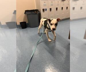 American Pit Bull Terrier-Unknown Mix Dogs for adoption in Pearland, TX, USA