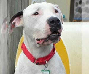 Bulloxer Dogs for adoption in Anniston, AL, USA