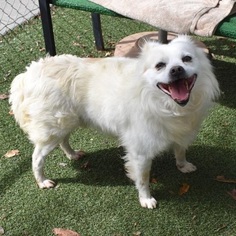 American Eskimo Dog Dogs for adoption in VACAVILLE, CA, USA
