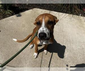 Boxer-Pointer Mix Dogs for adoption in Grand Prairie, TX, USA