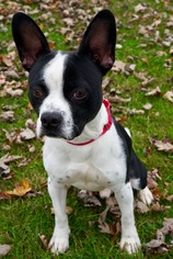 Boston Terrier Dogs for adoption in Mattoon, IL, USA