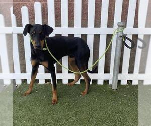Doberman Pinscher Dogs for adoption in Modesto, CA, USA