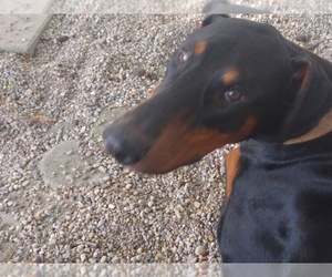 Doberman Pinscher Dogs for adoption in Indianapolis, IN, USA