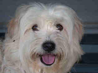 Lhasa-Poo Dogs for adoption in Ojai, CA, USA