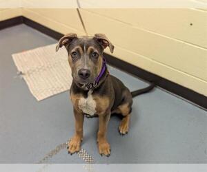 Rottweiler-American Pit Bull Terrier Dogs for adoption in Denver, CO, USA