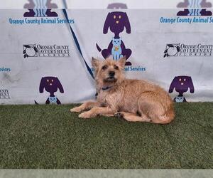 Cairn Terrier Dogs for adoption in Orlando, FL, USA