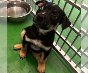 Mutt Dogs for adoption in Rohnert Park, CA, USA