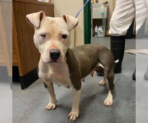 American Pit Bull Terrier Dogs for adoption in Hamilton, GA, USA