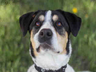 English Coonhound Dogs for adoption in Grasswood, Saskatchewan, Canada