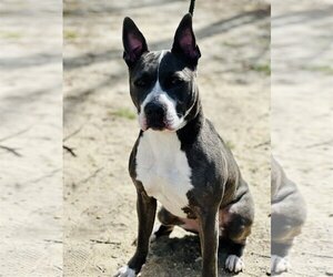 American Pit Bull Terrier-Unknown Mix Dogs for adoption in Jackson , NJ, USA