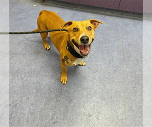 Dachshund-Unknown Mix Dogs for adoption in Santa Maria, CA, USA