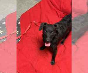 Chihuahua-Unknown Mix Dogs for adoption in Ball Ground, GA, USA