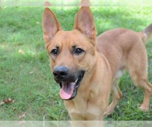 German Shepherd Dog Dogs for adoption in Tallahassee, FL, USA