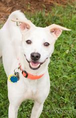 Unknown-Whippet Mix Dogs for adoption in Alpharetta, GA, USA