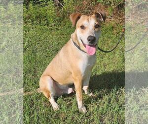 Beagle-Unknown Mix Dogs for adoption in Coldwater, MI, USA