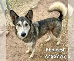 Siberian Husky-Unknown Mix Dogs for adoption in Conroe, TX, USA