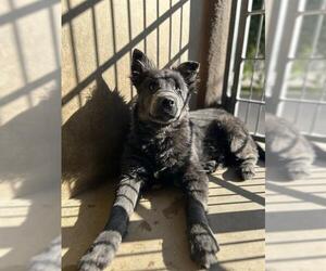 Siberian Husky-Unknown Mix Dogs for adoption in Chula Vista, CA, USA