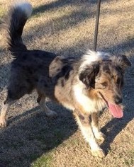 Australian Shepherd-Unknown Mix Dogs for adoption in Jefferson, TX, USA