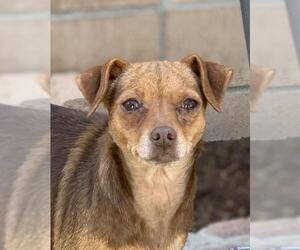 Chipin Dogs for adoption in Marina Del Rey, CA, USA