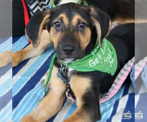Retriever -Unknown Mix Dogs for adoption in Washington, DC, USA