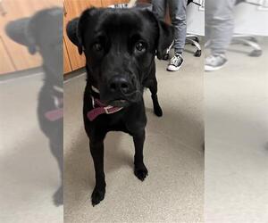 Labrador Retriever-Unknown Mix Dogs for adoption in Fort Lauderdale, FL, USA