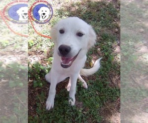 Great Pyrenees Dogs for adoption in Spring, TX, USA