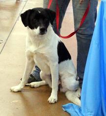 Border Collie Dogs for adoption in Arlington, TX, USA