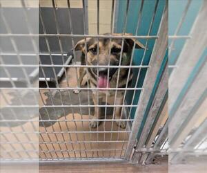 German Shepherd Dog-Unknown Mix Dogs for adoption in Texas City, TX, USA