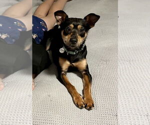 Mutt Dogs for adoption in Candler, NC, USA
