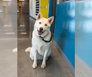 Siberian Husky Dogs for adoption in San Martin, CA, USA
