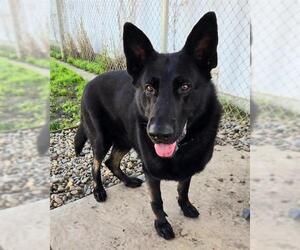 German Shepherd Dog Dogs for adoption in Sacramento, CA, USA