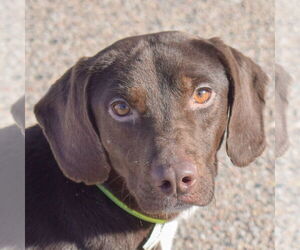 Beagle-Chocolate Labrador retriever Mix Dogs for adoption in Huntley, IL, USA