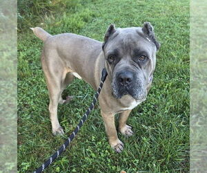 Mutt Dogs for adoption in Waterford, VA, USA