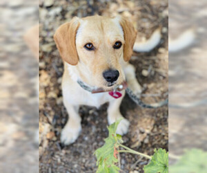 Beagle Dogs for adoption in Salinas, CA, USA