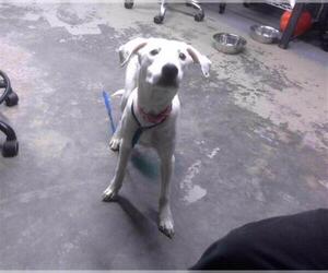 American Staffordshire Terrier-Unknown Mix Dogs for adoption in Tallahassee, FL, USA