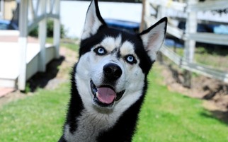 Siberian Husky Dogs for adoption in Birdsboro, PA, USA