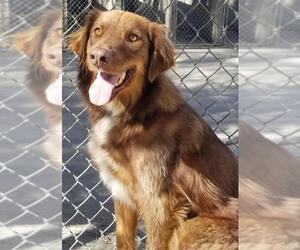 Australian Shepherd Dogs for adoption in Salt Lake City, UT, USA