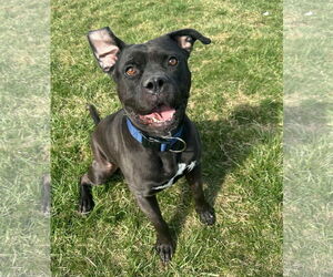 Mutt Dogs for adoption in Germantown, OH, USA
