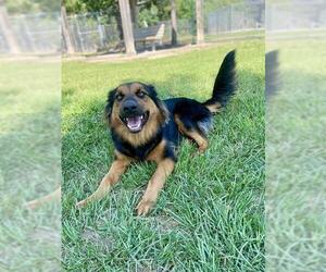German Shepherd Dog-Unknown Mix Dogs for adoption in Conroe, TX, USA