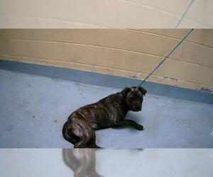 American Pit Bull Terrier-Unknown Mix Dogs for adoption in Tulsa, OK, USA
