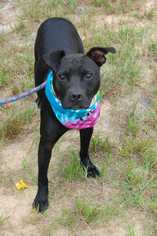Staffordshire Bull Terrier-Unknown Mix Dogs for adoption in Staunton, VA, USA