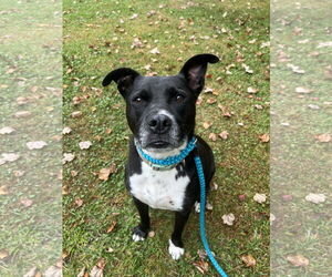 American Pit Bull Terrier-Unknown Mix Dogs for adoption in Rockaway, NJ, USA