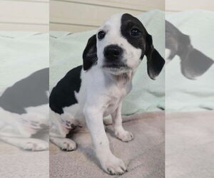 Beagle-Unknown Mix Dogs for adoption in Foristell, MO, USA