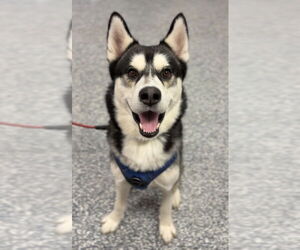Siberian Husky-Unknown Mix Dogs for adoption in Bemidji, MN, USA