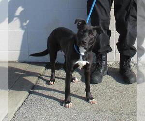 Labrador Retriever-Unknown Mix Dogs for adoption in Louisville, KY, USA